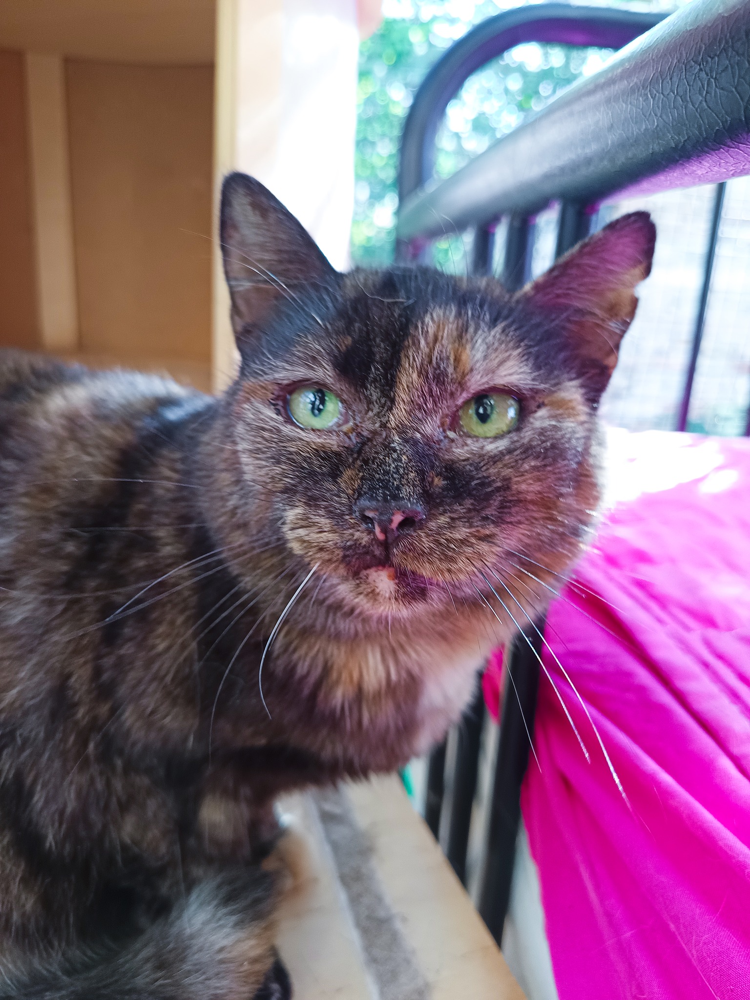 549557792_1229938135826521_1299571583232385107_n