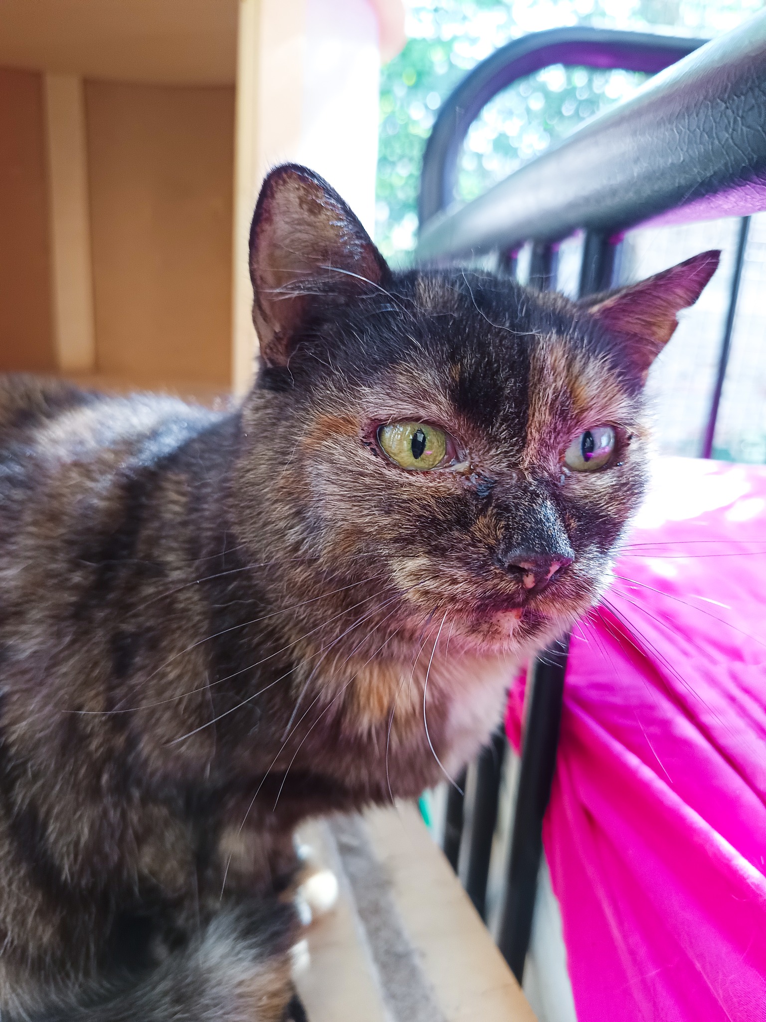 550161265_1229938149159853_3430311991598404029_n